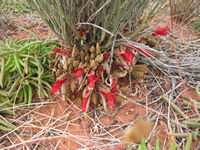 An extraordinary plant _ what pollinates it